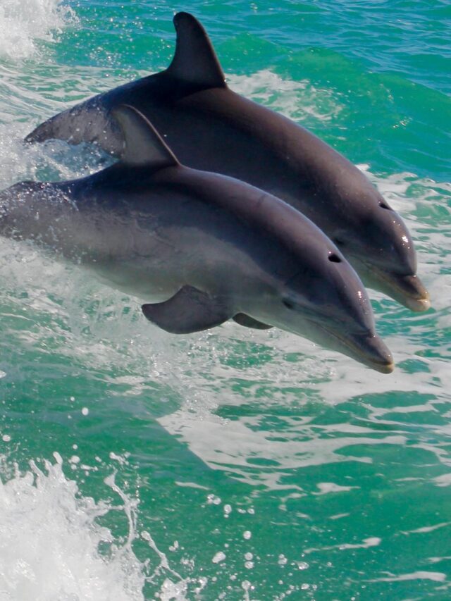 10 Fascinating Facts about Dolphin.