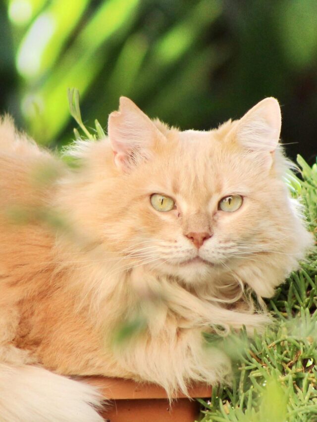 10 surprising facts about the Majestic and Loving Maine Coon