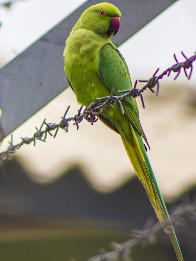 Parrots: The Bright & Sensible Birds You’ll Adore!