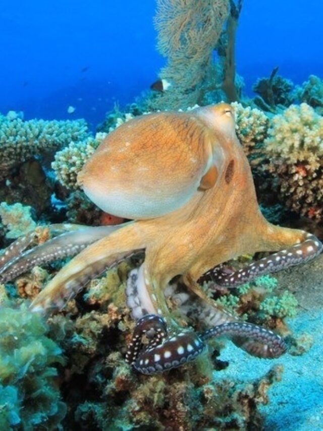 Meet the Mimic Octopus, the Master of Deceit!