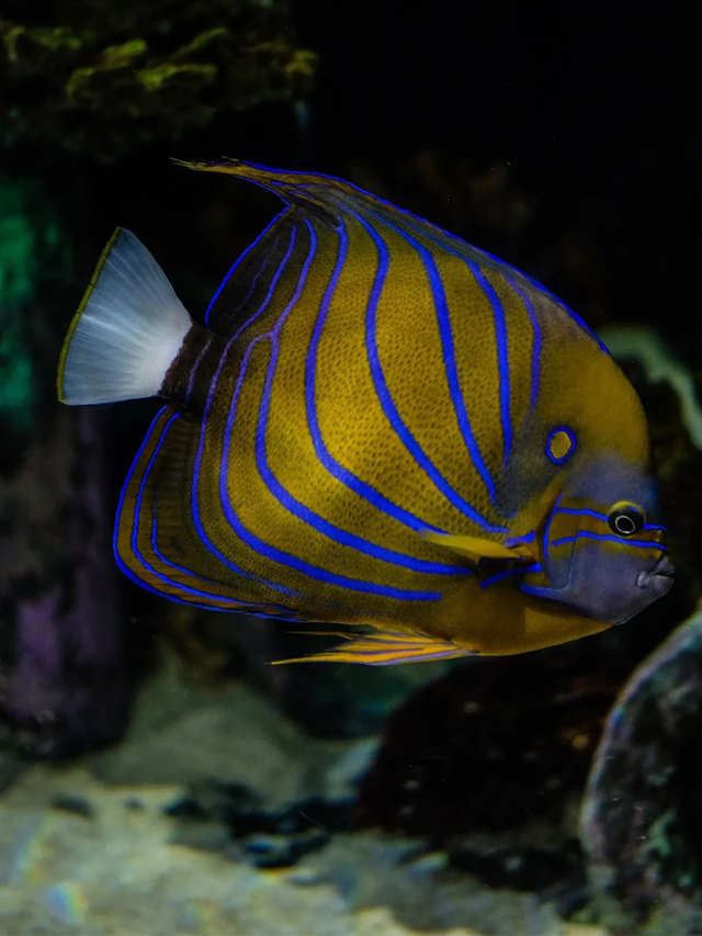 10 fascinating facts about angelfish